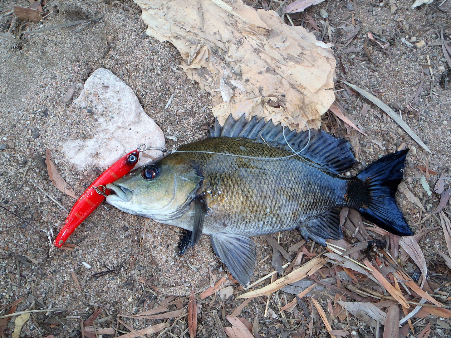 Toppu Mizzu Sidewinder Bent Minnow, 95mm, Gold Flare