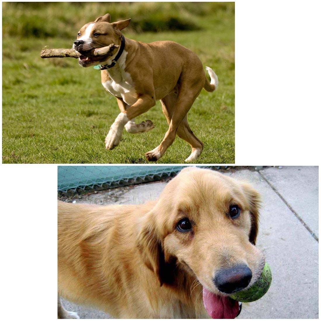 Universal Chest Mount For Gopro Hero12 - Adjustable-1915197503888822278