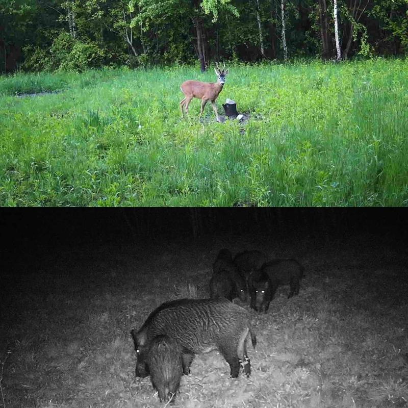 Outdoor Hunting Camera With Infrared Night Vision - 2.7K Resolution-1915198347195584520