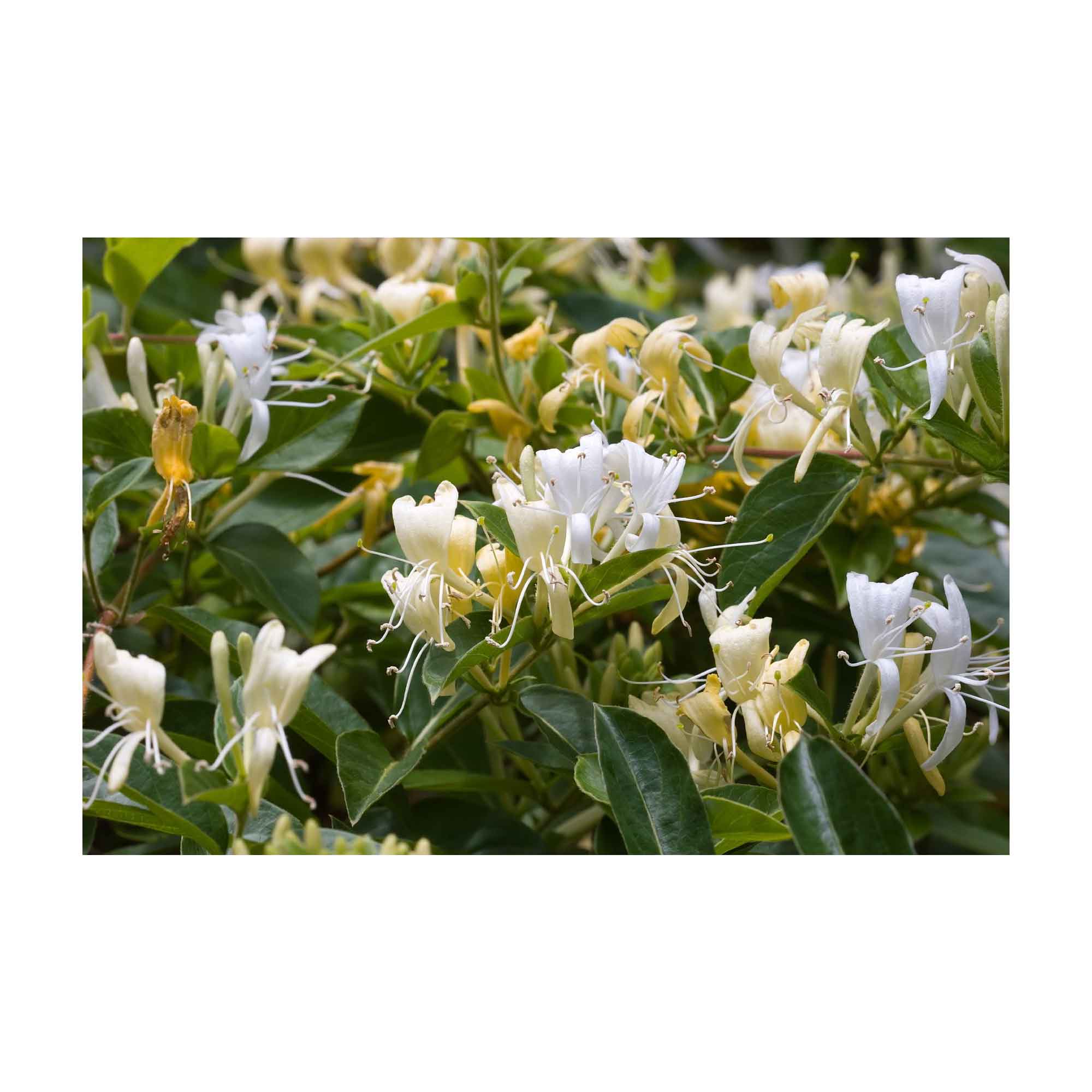 10x 100g Honeysuckle Soap Bars | Triple-Milled | Pure Plant Oil | Made in Australia